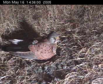 Kestrels